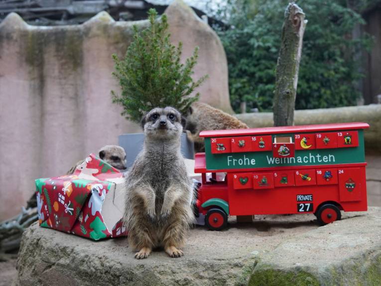 Erdmännchen mit ihrem Weihnachtsgeschenk im Erlebnis-Zoo Hannover.
